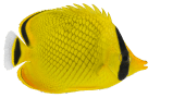 agenciatiburon agenciatiburon